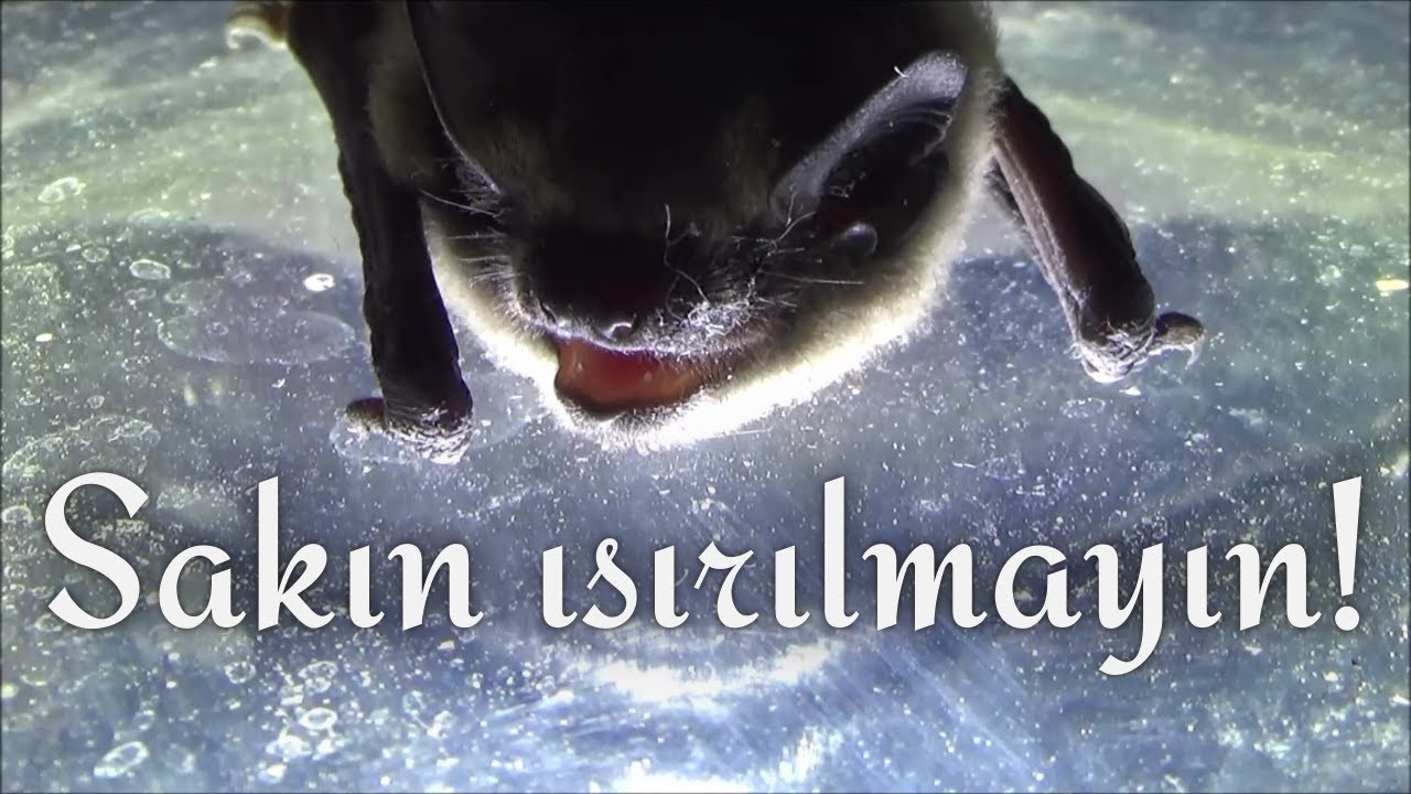 Sakın ısırılmayın! (Yarasa) (1.bölüm)