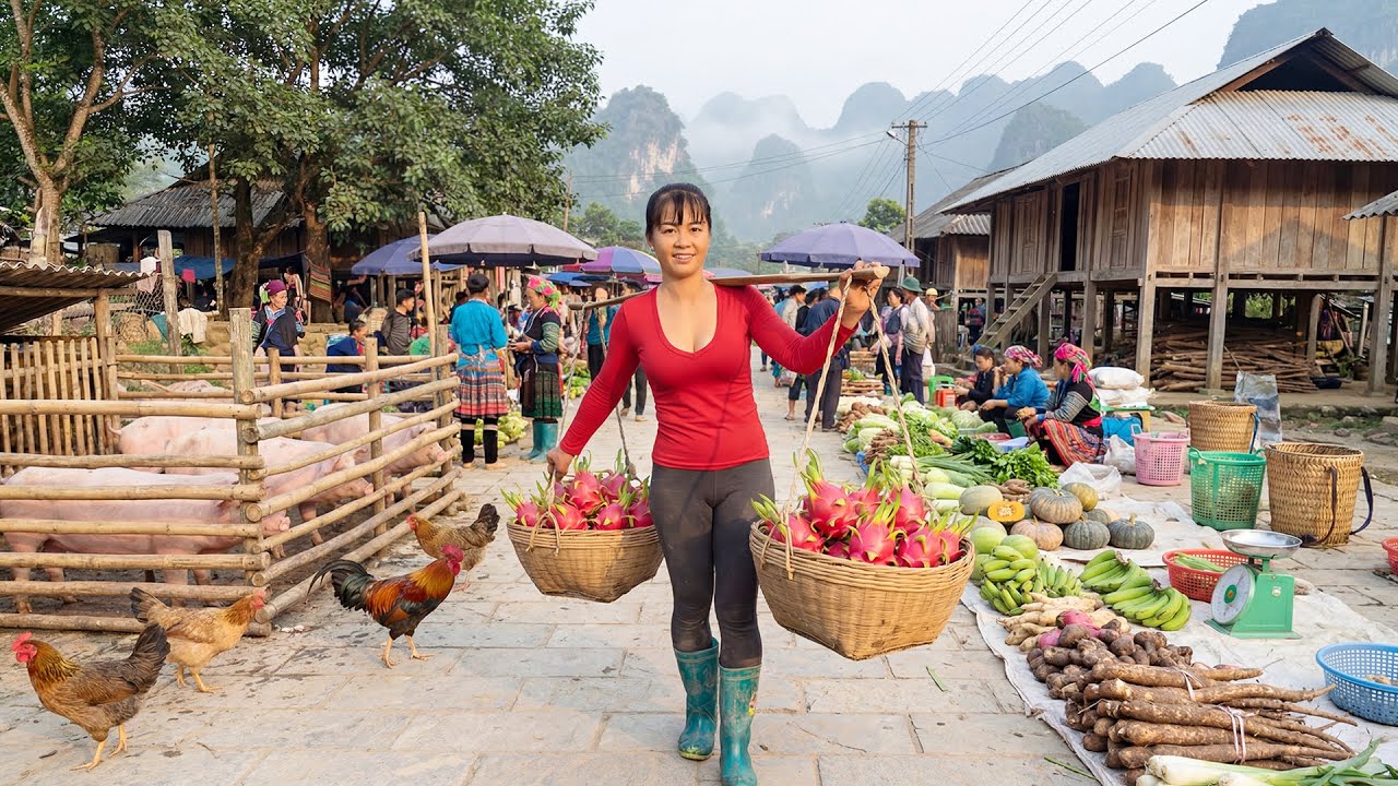 Use 3 Wheeled Truck To Harvesting 1000 Dragon Fruit Goes To Market Sell - Farm Life