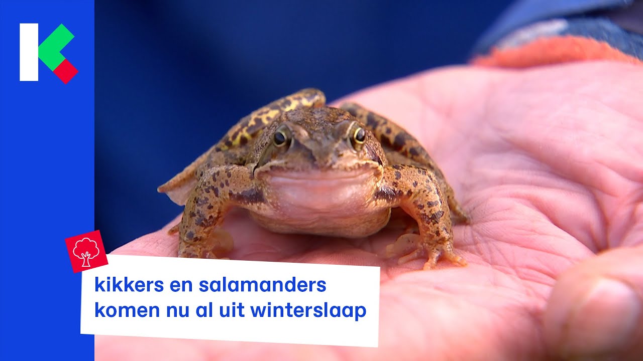 het is januari en daar zijn de salamanders en kikkers al?!