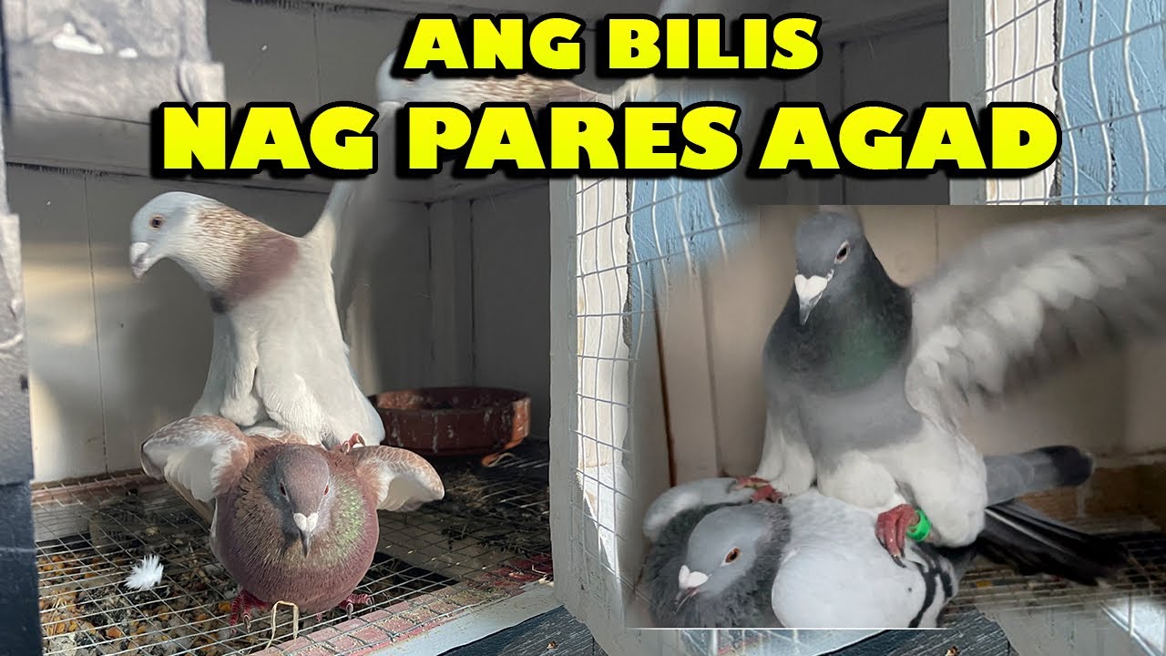 Paano mag Pares ng Kalapati?