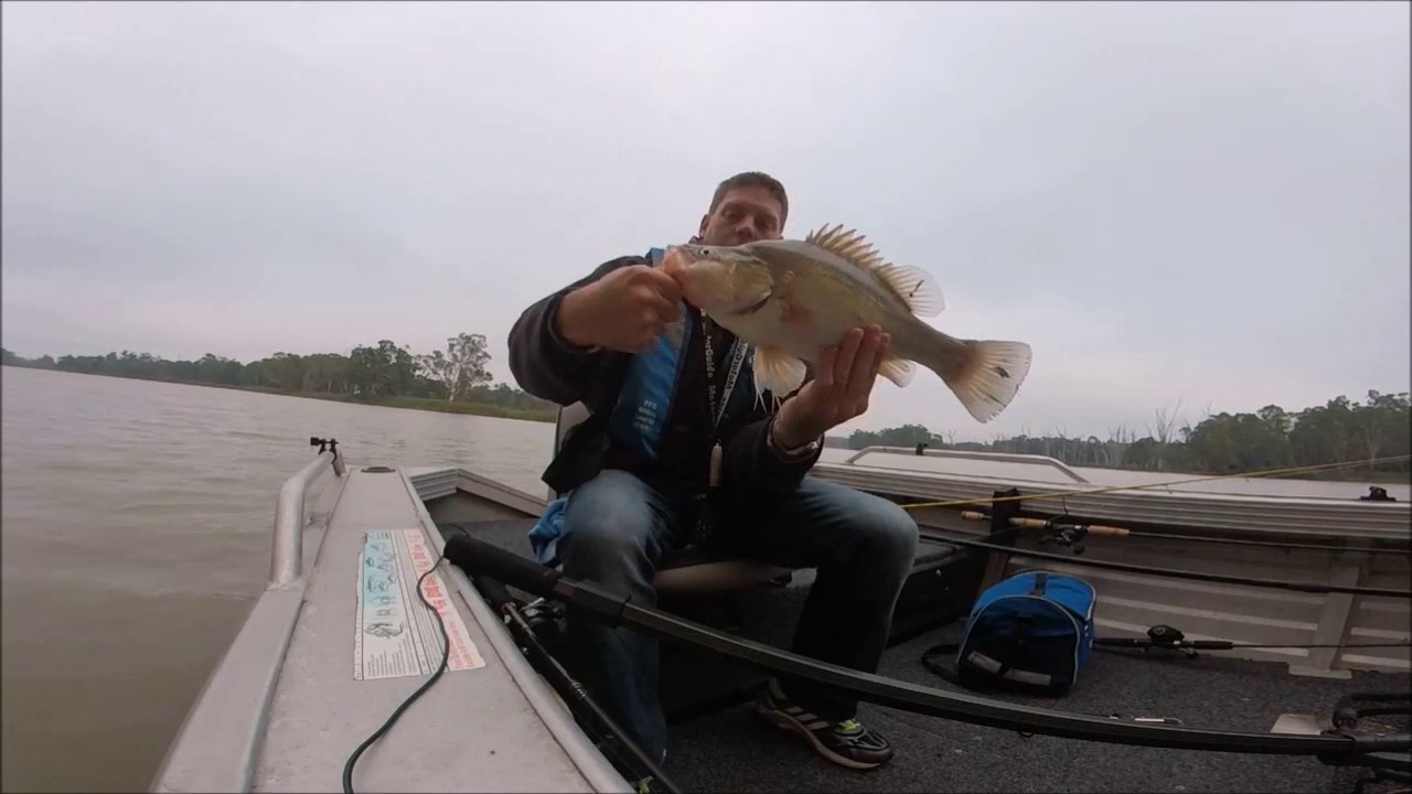 Yellow belly in the lower Murray River.