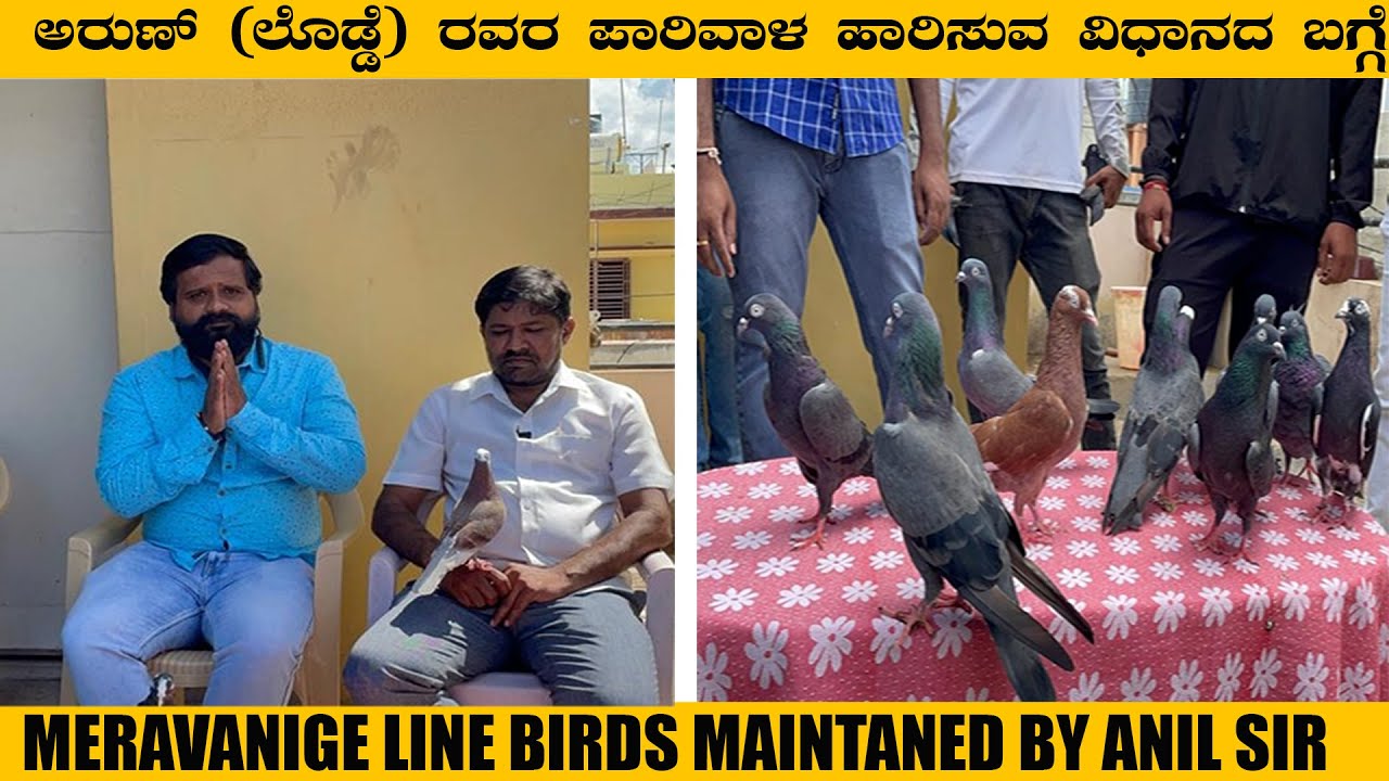 ಅರುಣ್ (ಲೊಡ್ಡೆ) ರವರ ಪಾರಿವಾಳ ಹಾರಿಸುವ ವಿಧಾನದ ಬಗ್ಗೆ | MERAVANIGE LINE BIRDS MAINTANED BY ANIL SIR