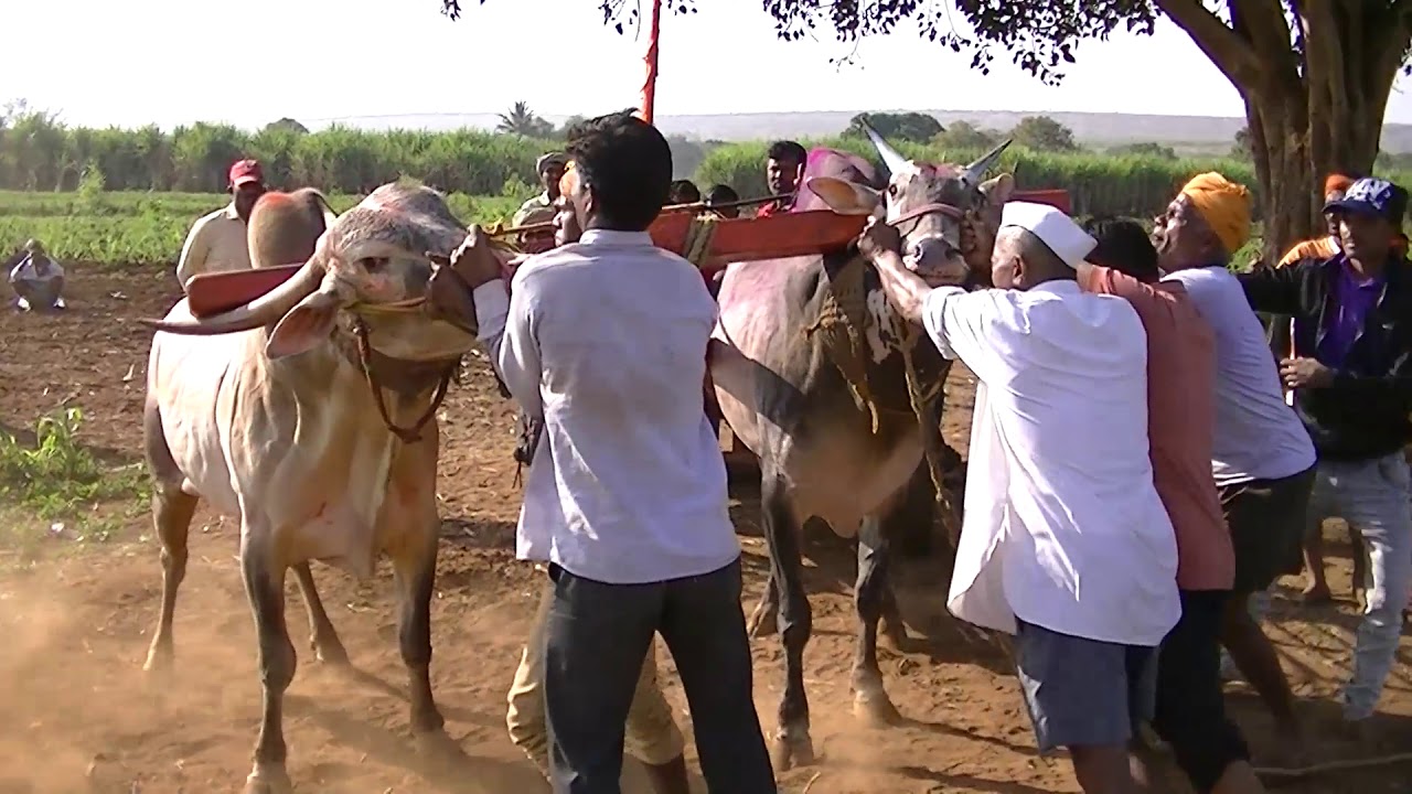 Bailur bulls runs 1661 feet in 1 minute