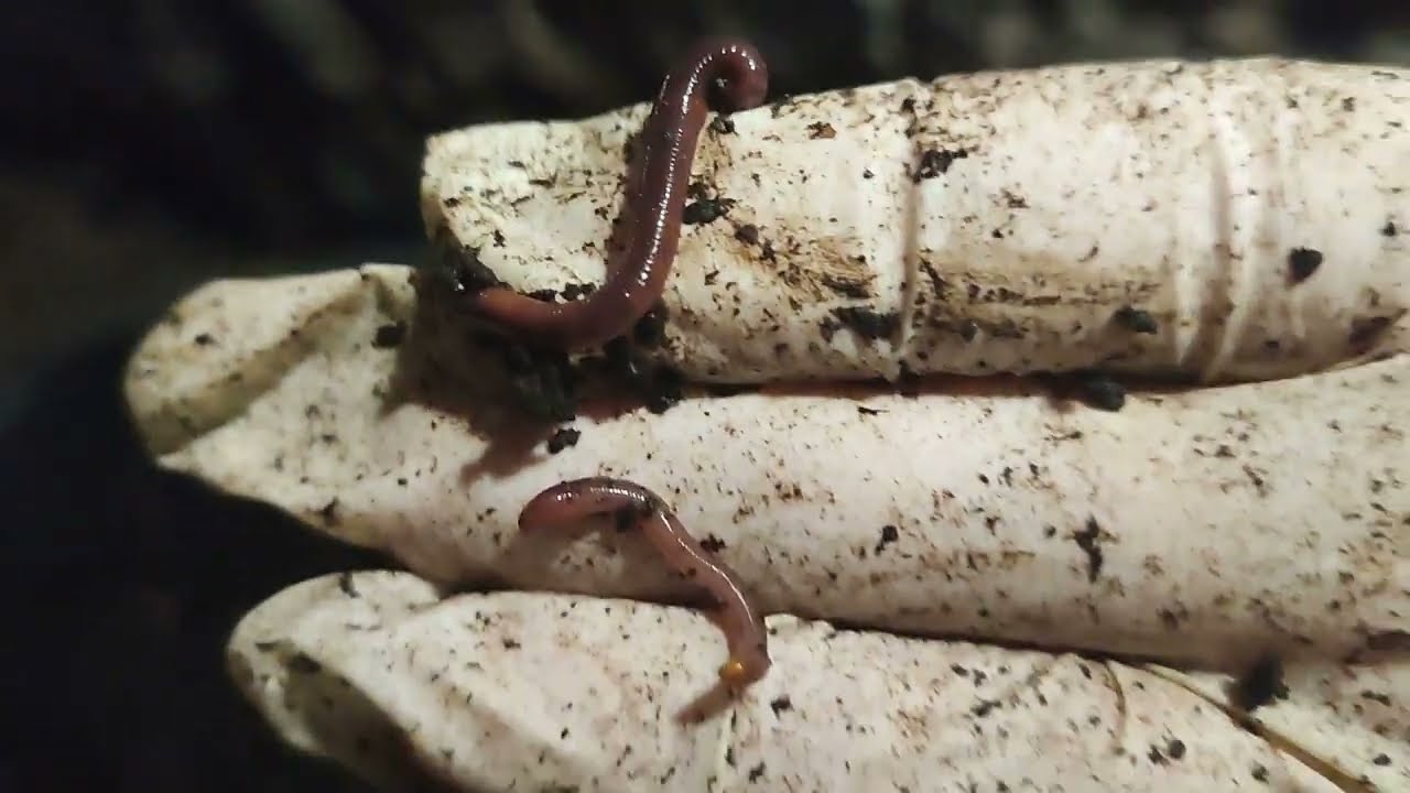 dżdżownice kalifornijskie -  niesamowity świat, fabryka i maszyny do utylizacji bio odpadów.