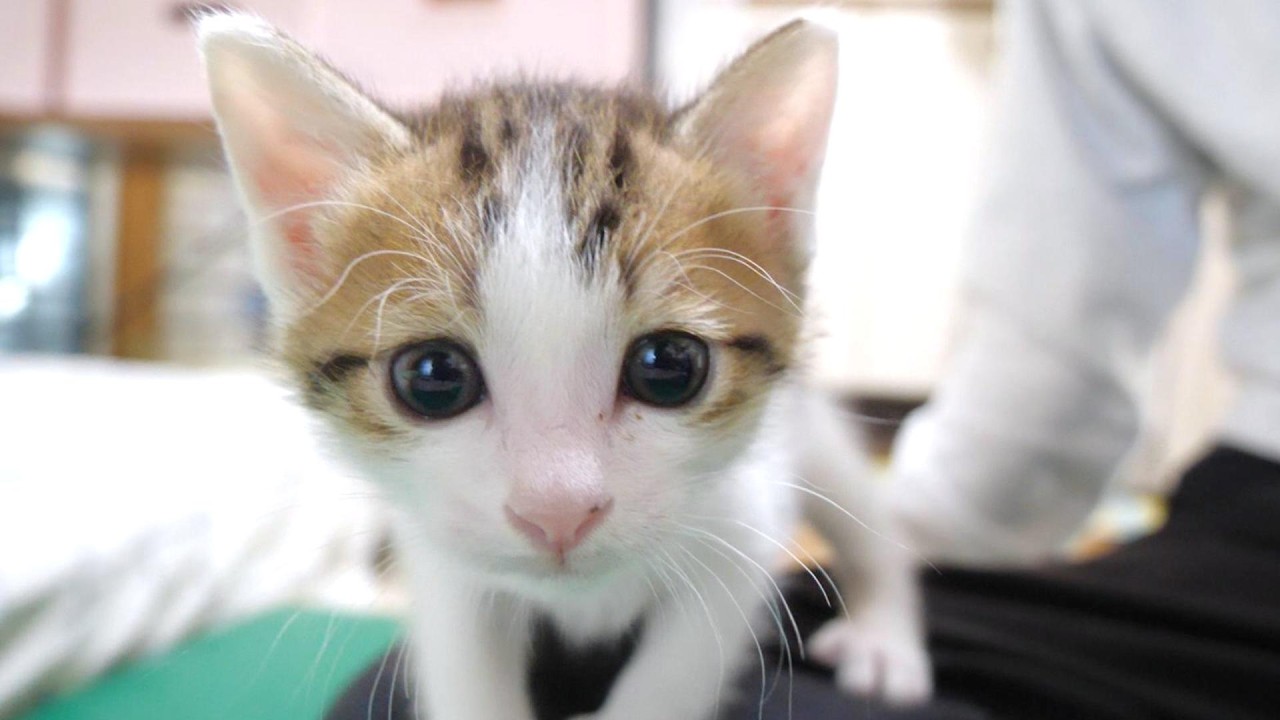 子猫怪獣が大声で鳴きながらカメラにパンチ攻撃をしてきました【赤ちゃん猫　保護猫】
