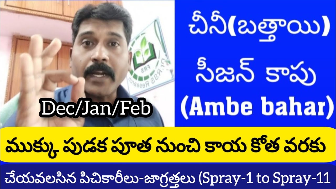 చీనీ(బత్తాయి)- సీజన్ కాపు (Ambe bahar) చేయవలసిన పిచికారీలు (Spray-1 to Spray-11).by Dr.RSS