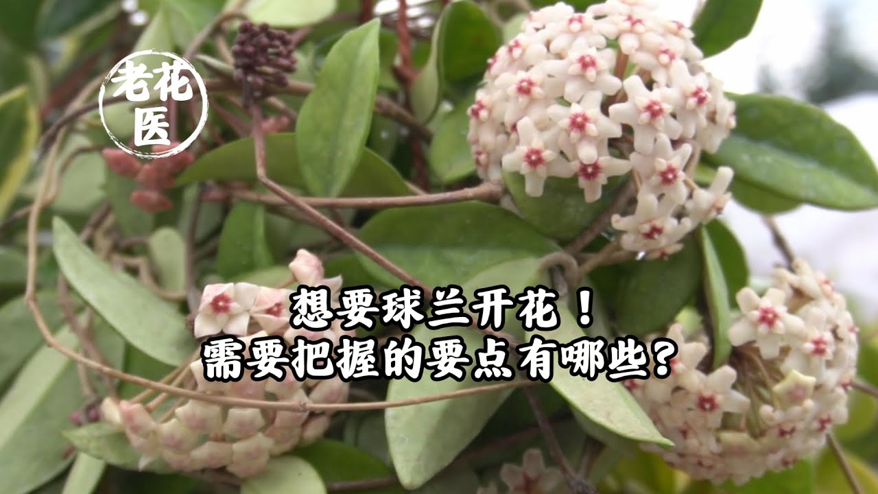 想要球兰开花！需要把握的要点有哪些？/I want bulb orchid to bloom! What are the key points to grasp?