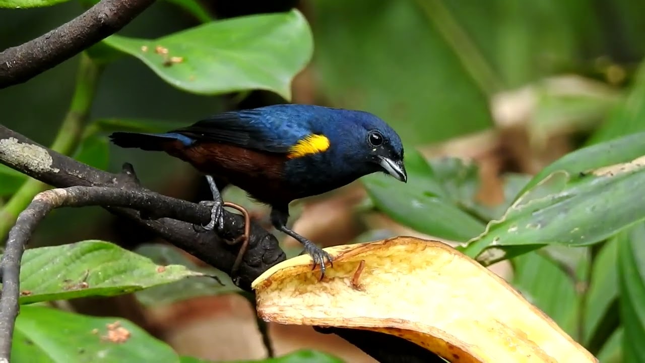 10 Nice Endemic Birds to look for in SE Brazil!