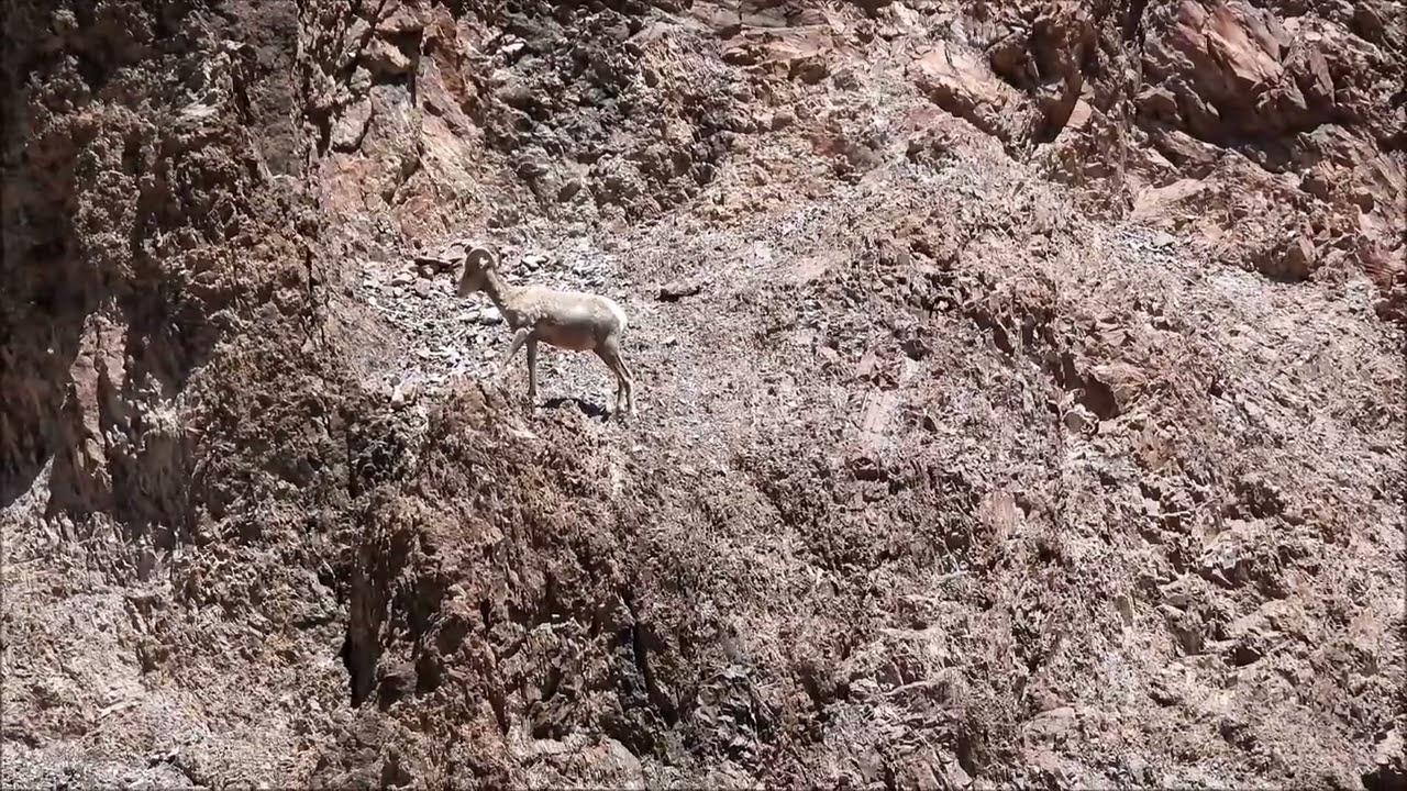 A young ram making his way up the mountain.