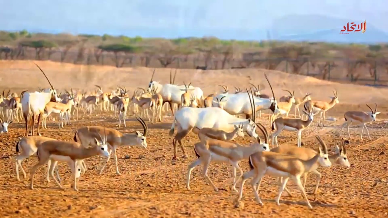 تقرير جزيرة صير بني ياس | صحيفة الاتحاد
