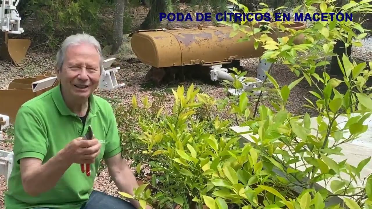 PODA DE FORMACIÓN DE CÍTRICOS EN MACETÓN