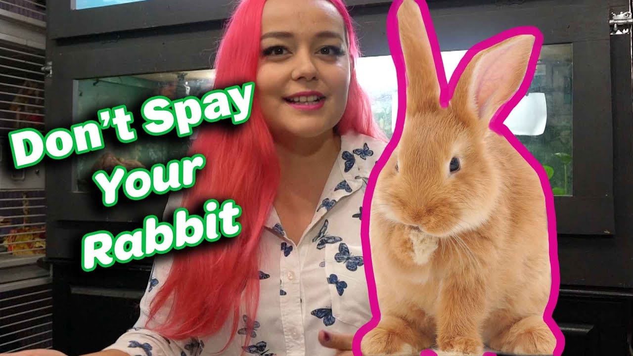 Rabbits: Neuter/Spay & Vaccines