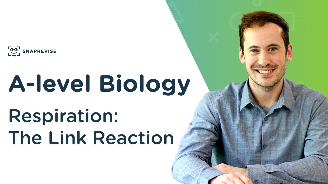 Respiration: The Link Reaction | A-level Biology | OCR, AQA, Edexcel