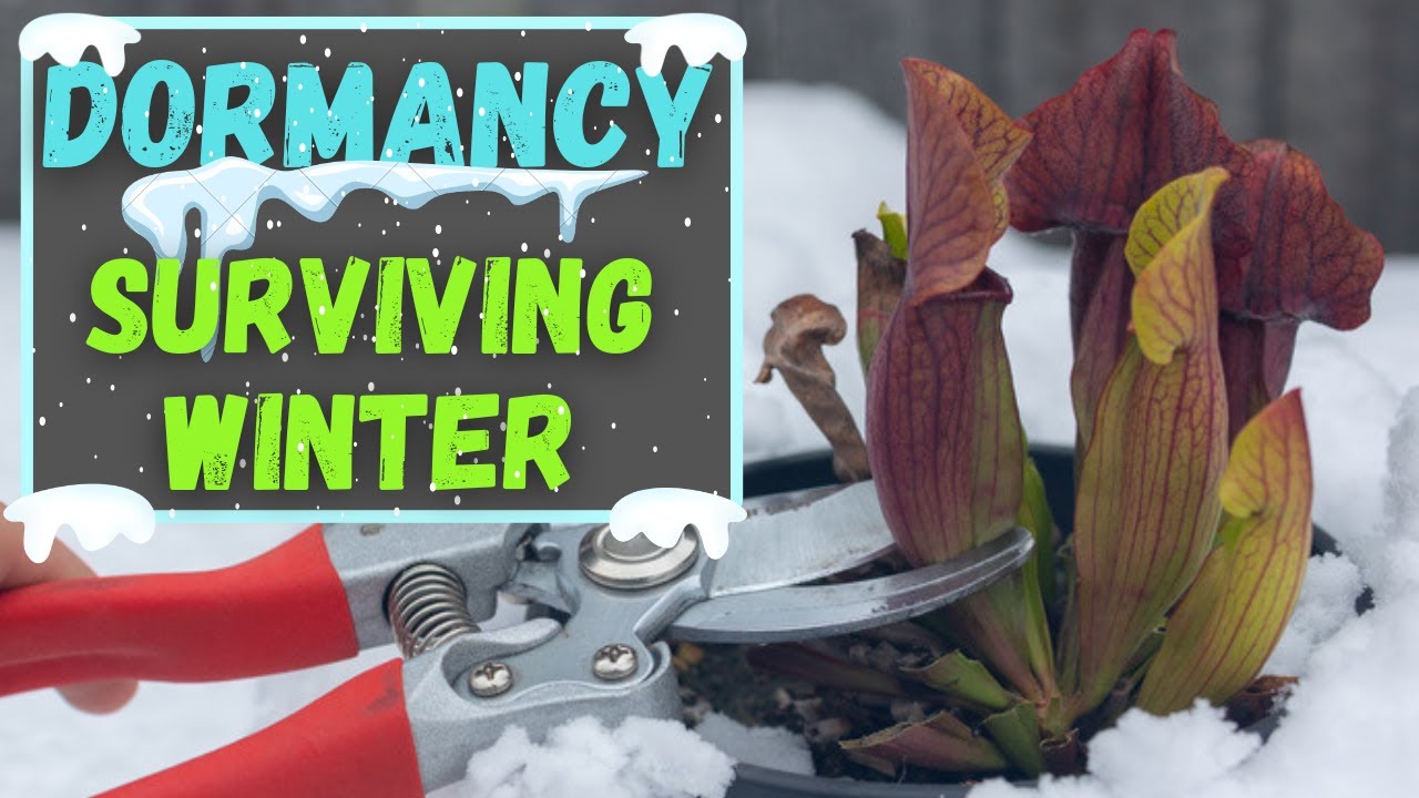 Sarracenia Dormancy - Preparing & Surviving The Dormant Period - American Pitcher Plants