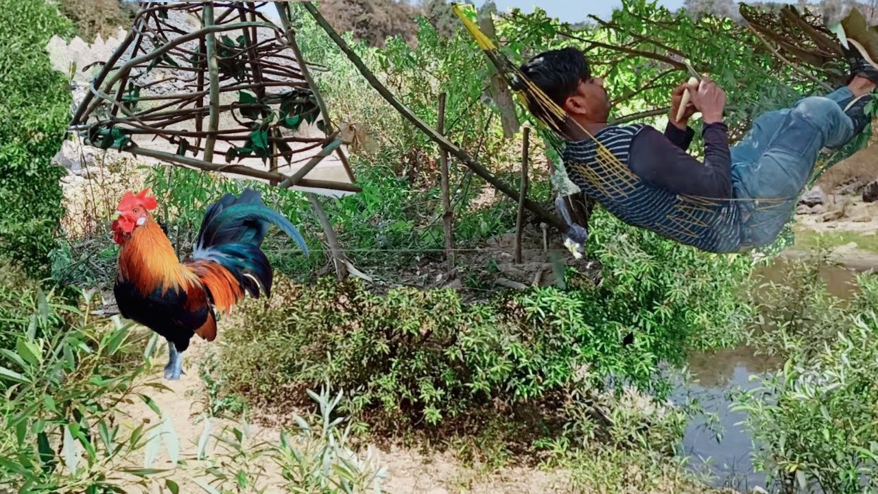 Catching And Cooking Wild Chicken | Desi Chicken | Wild Chicken Trap | The Village Fry