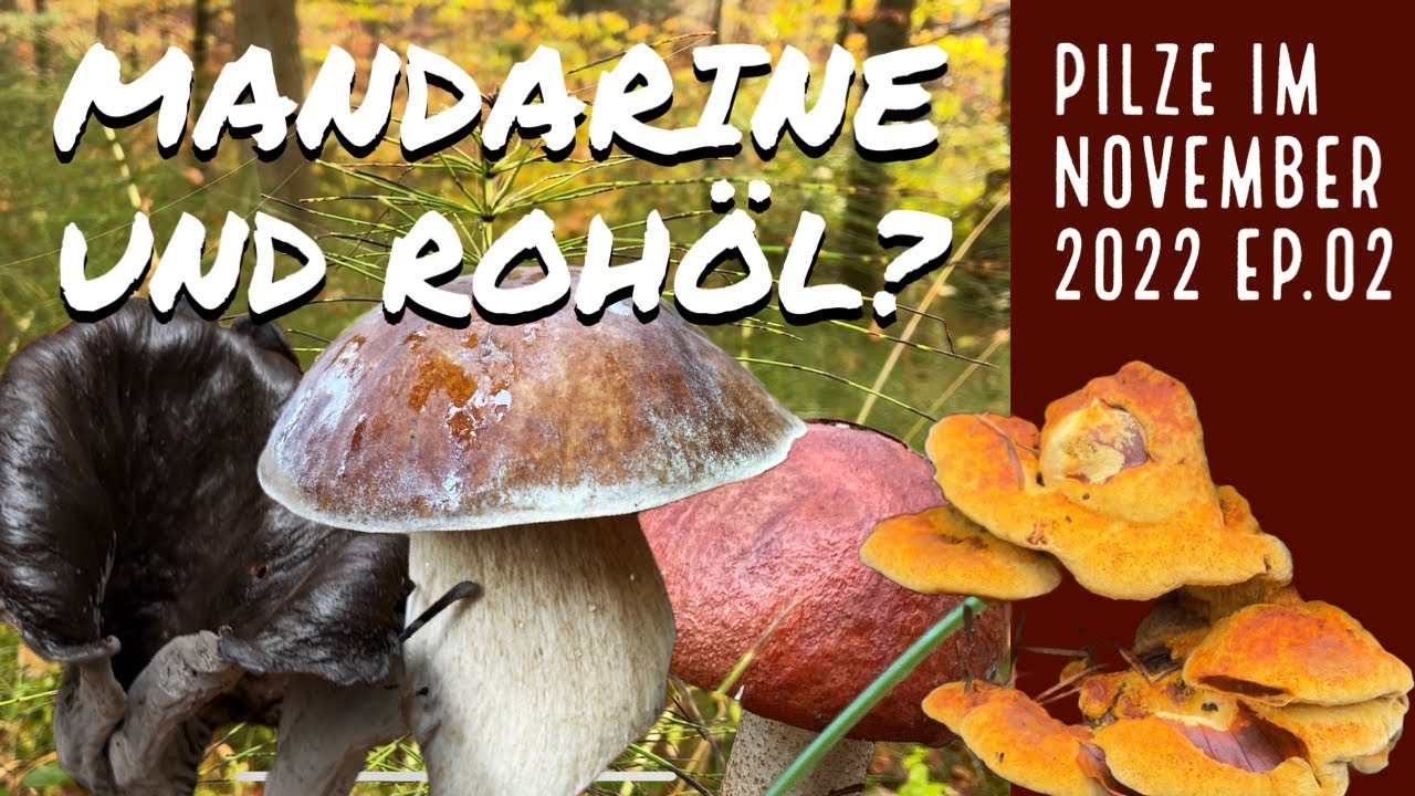 Mandarine und Rohöl? | PILZE IM NOVEMBER 2022 – EP 02