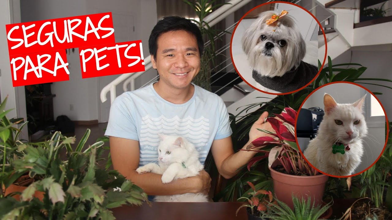 15 Plantas seguras para cães e gatos 😺🐶