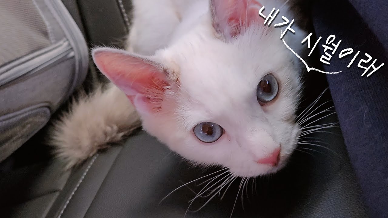 버려졌어도 괜찮아! : 파양묘 유기묘센터 아기 렉돌고양이 입양 일기