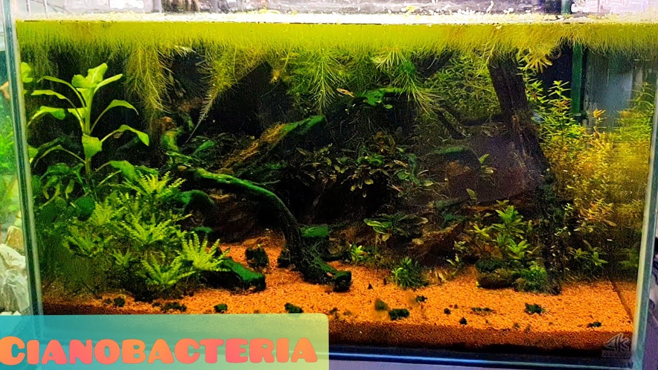 REINICIAMOS ACUARIO INVADIDO POR CIANOBACTERIA / DESINFECCIÓN TOTAL