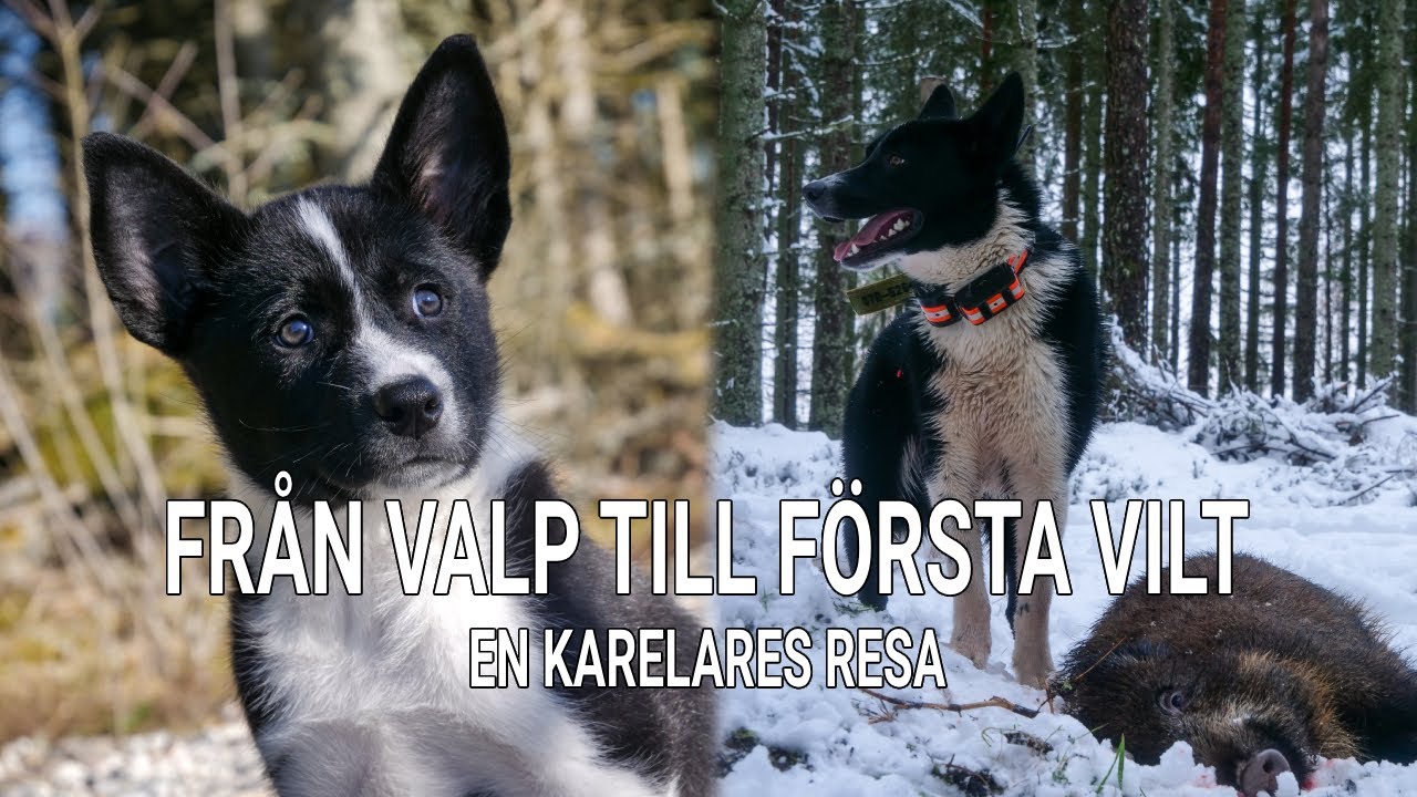 Från valp till första vilt - Vildsvinsjakt