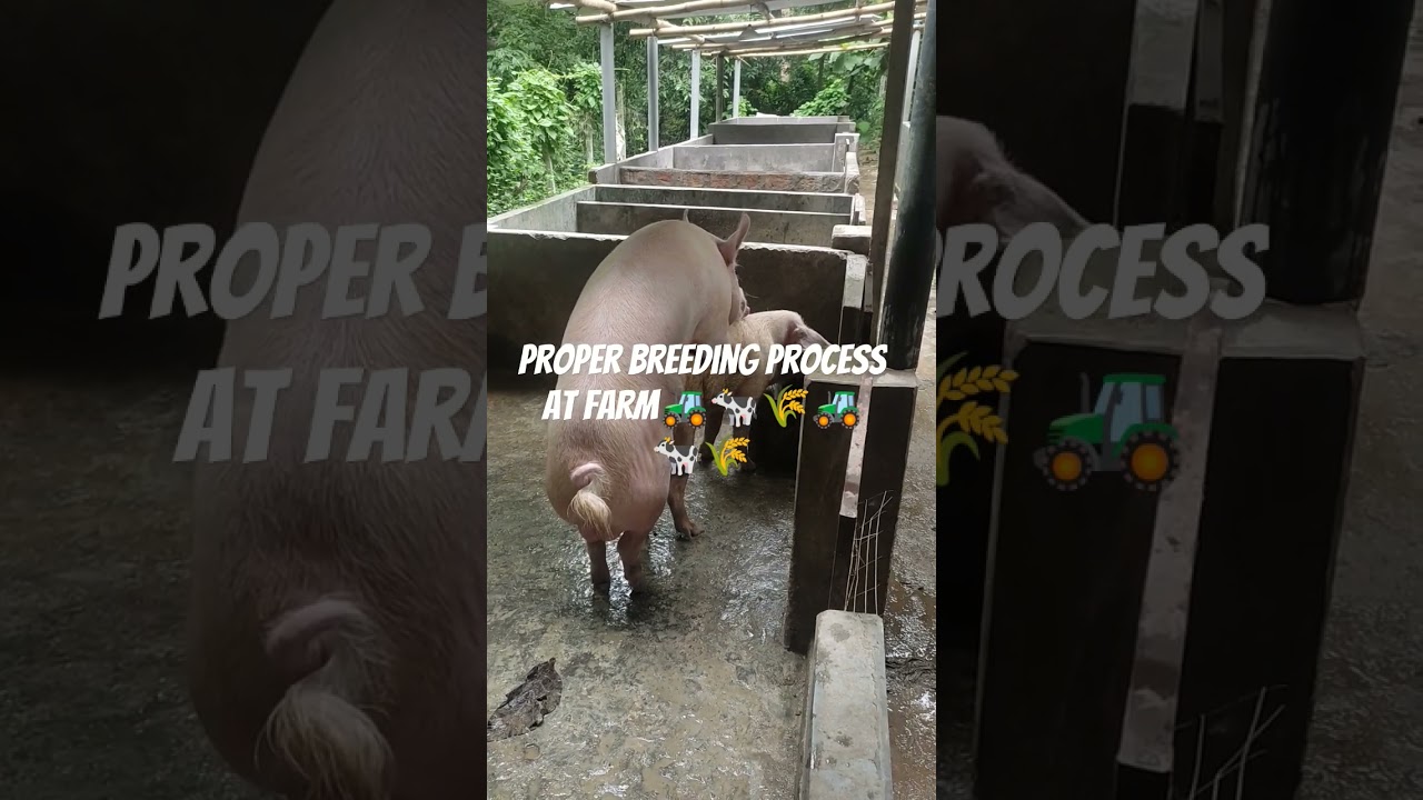 proper breeding process at my farm🚜🐄🌾🚜🐄🌾🚜🐄🌾 by LARGE WHITE YORKSHIRE 🐗🐗🐗🐗🐗 #viral #pigs 🐖🐷