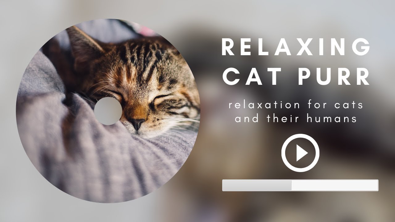 Cat purring for 3 hours straight | Relaxing purr sounds for cats and their owners | Go to sleep fast
