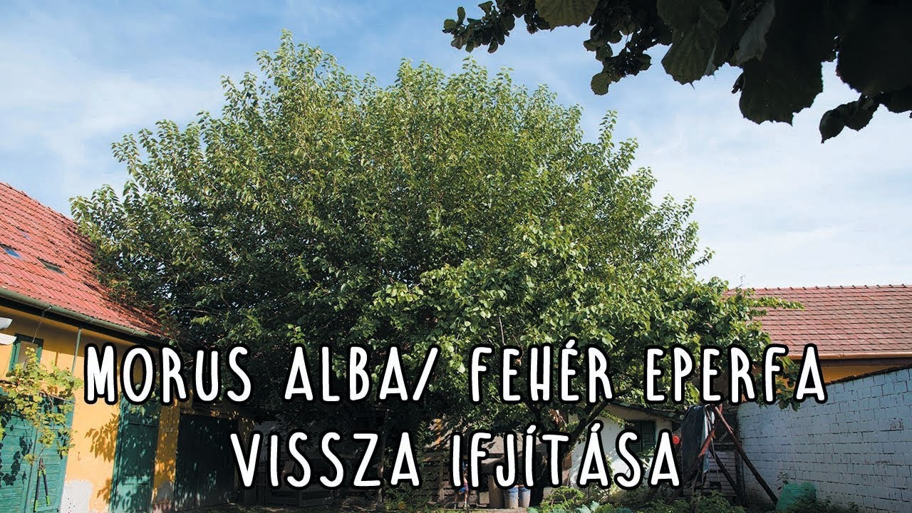 Morus alba/ Fehér eperfa vissza ifjítása