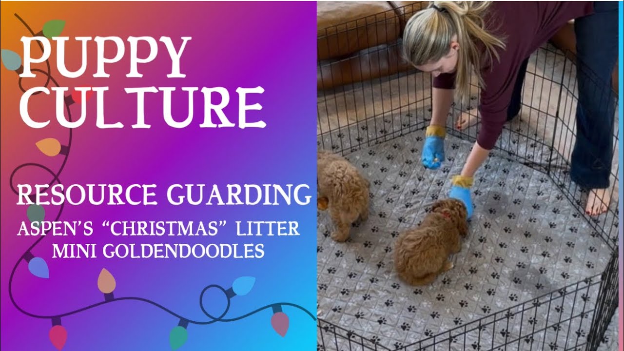 Aspen’s “Christmas” litter Resource Guarding