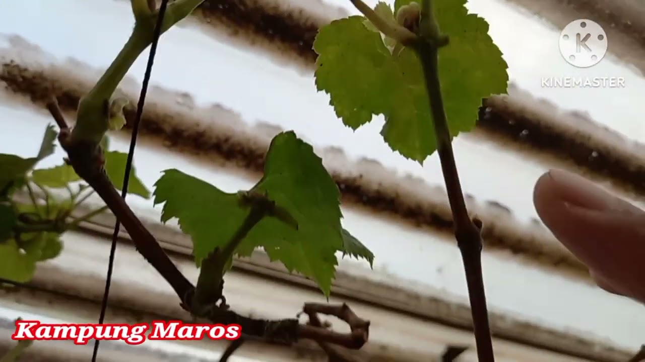 Bud potensial penghasil buah anggur