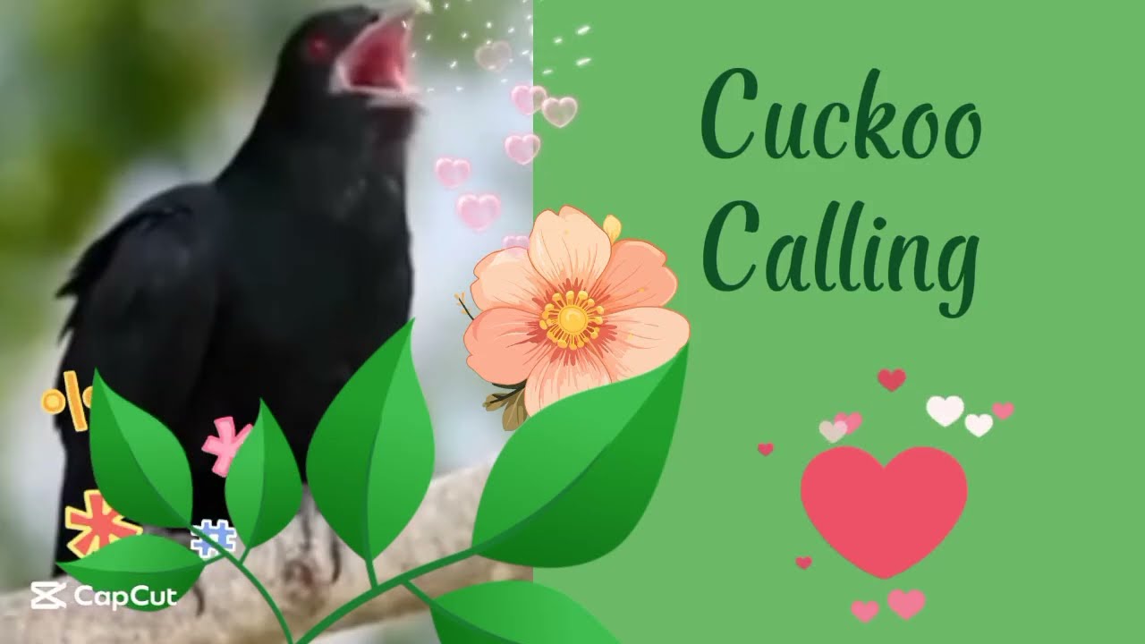 Cuckoo Calling