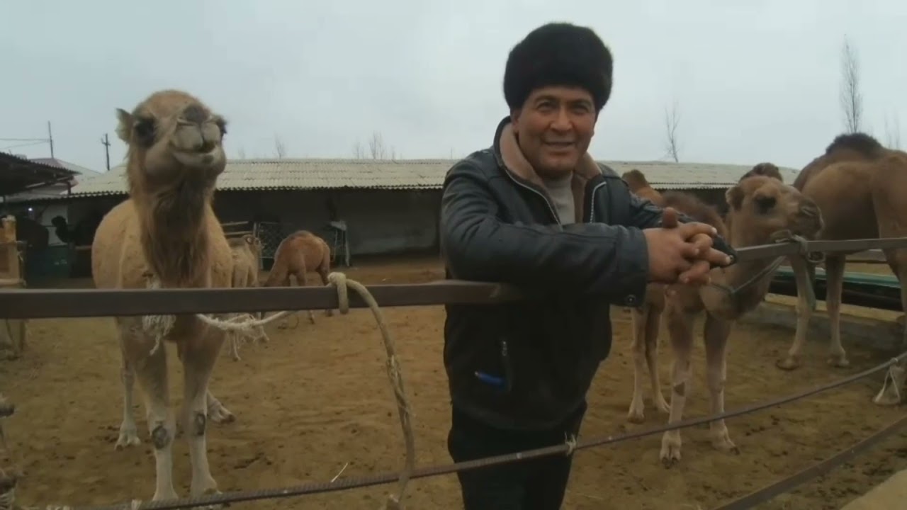 Заркент Кишлоги...