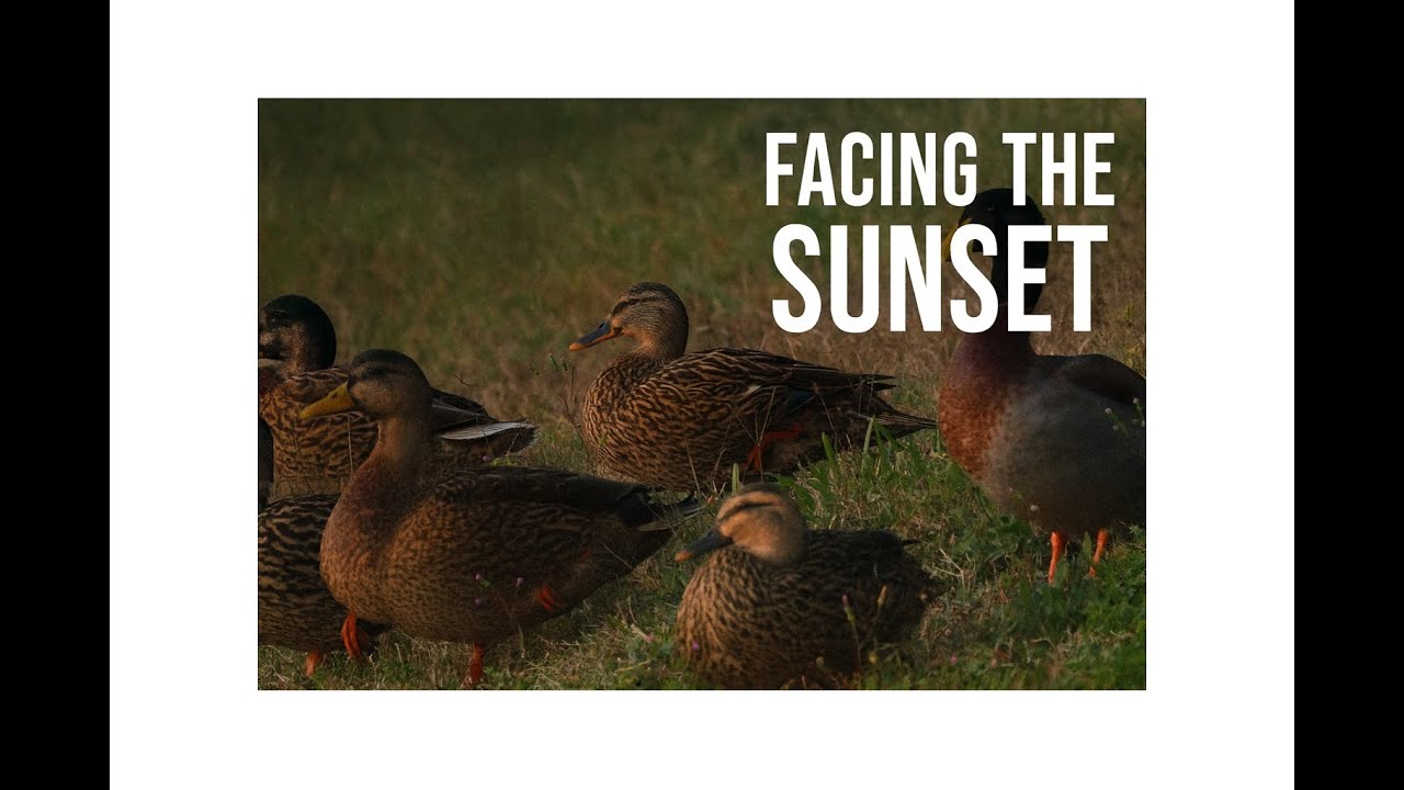 Facing the sunset
