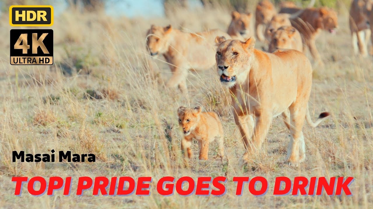 Topi pride has managed to kill at night. After eating, they rush to drink water. 4K HDR
