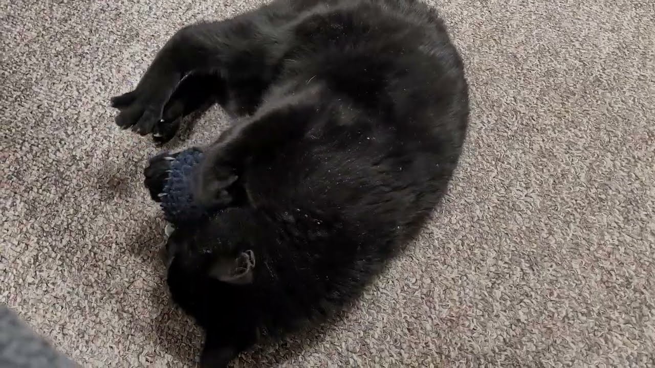 Ноги Оникса быстрее, чем его маленький синий ёжик 😹