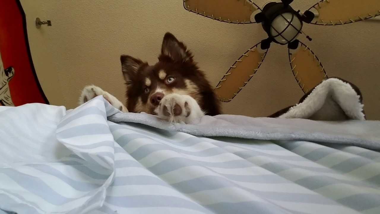 Sasha good morning - pomsky