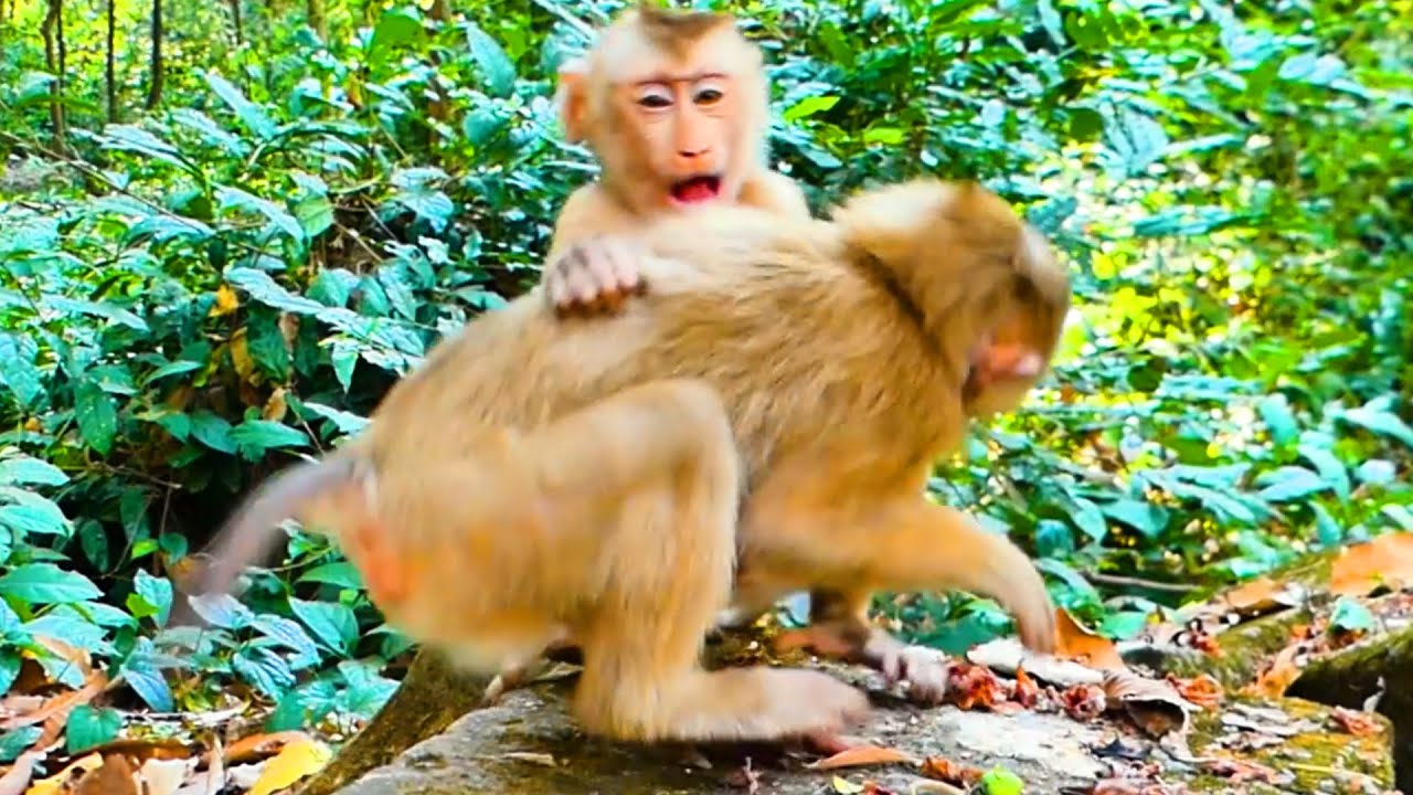 Monkey Tinky cries and runs to escape Bemuse. Little Lilo comes to disturb while he sleeps alone.🙈