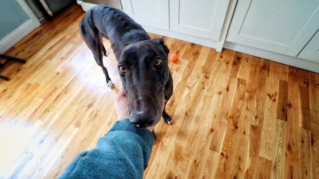 We GOT our Greyhound | VLOG #51