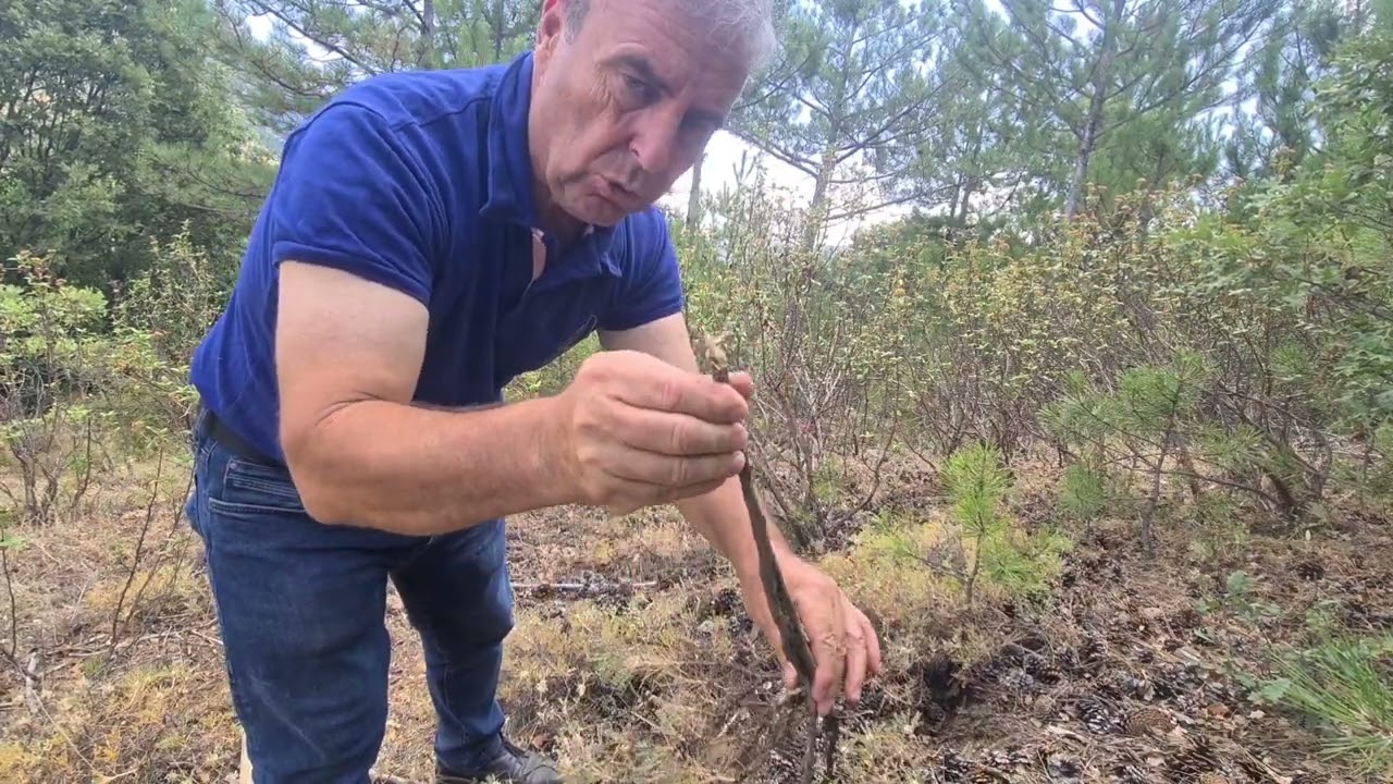 GEVEN OTU KEMOTERAPİ  HASTALARI DİRENCİ D&Uuml;Ş&Uuml;K KİŞİLER BU BİTKİYİ MUTLAKA TANIMALI