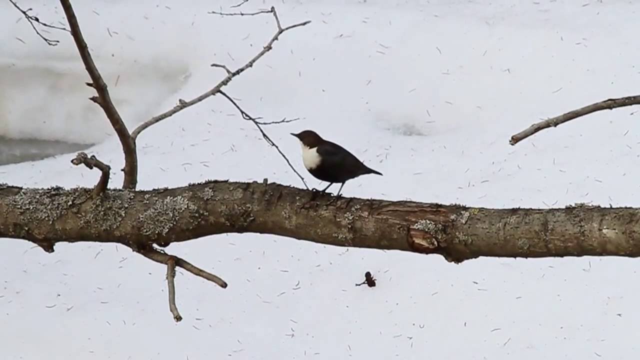 White-throated dipper / Оляпка / Cinclus cinclus