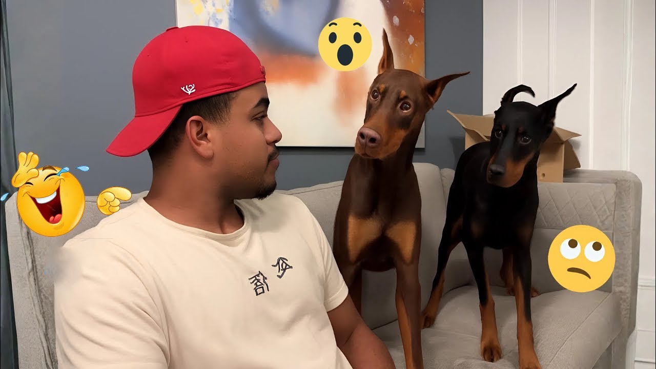 FUNNIEST DOGS That Will Make You Laugh 😂🐶 I TRY Not To Laugh Challenge #2