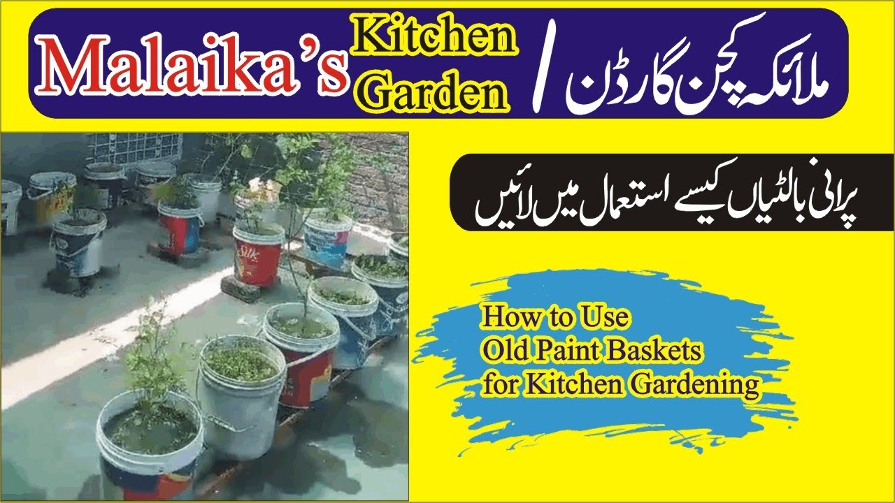 How to use old paint buckets in Kitchen Garden | Purani baltiyon ko kaise istamal main lain