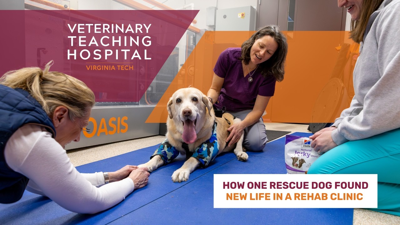 How one rescue dog found new life in a rehab clinic at the Veterinary Teaching Hospital