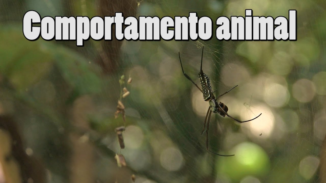 Documentário: Curso de comportamento animal - 2013