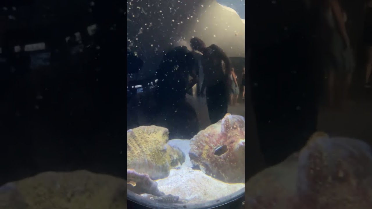 explore the beautiful Gdynia Aquarium in Poland! 🐠🌊 This travel vlog shows amazing fish,sea animals.