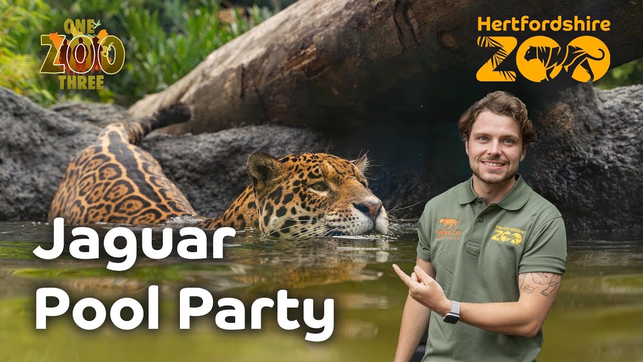Jaguar Pool Party! 🎉 | One Zoo Three