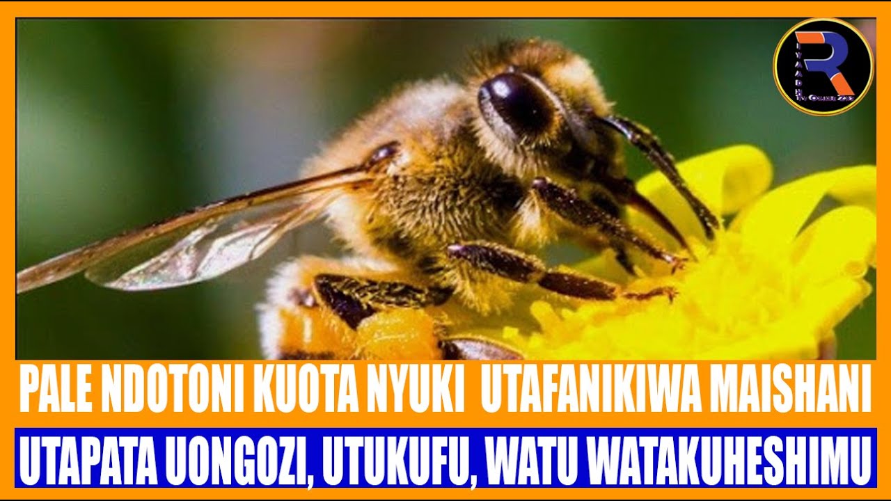 NDOTO YA KUOTA NYUKI  UTAFANIKIWA MAISHANI | UTAPATA UONGOZI, UTUKUFU, WATU WATAKUHESHIMU