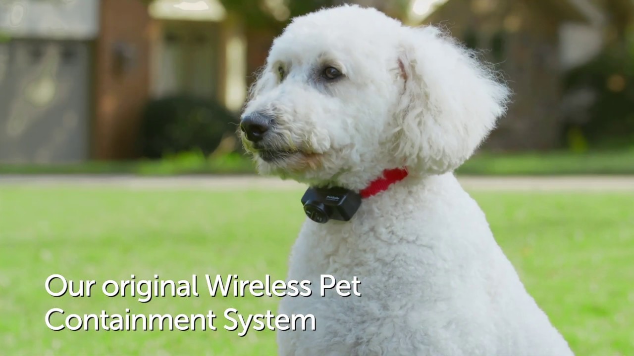 PetSafe&reg; Wireless Safety Fence for Dogs