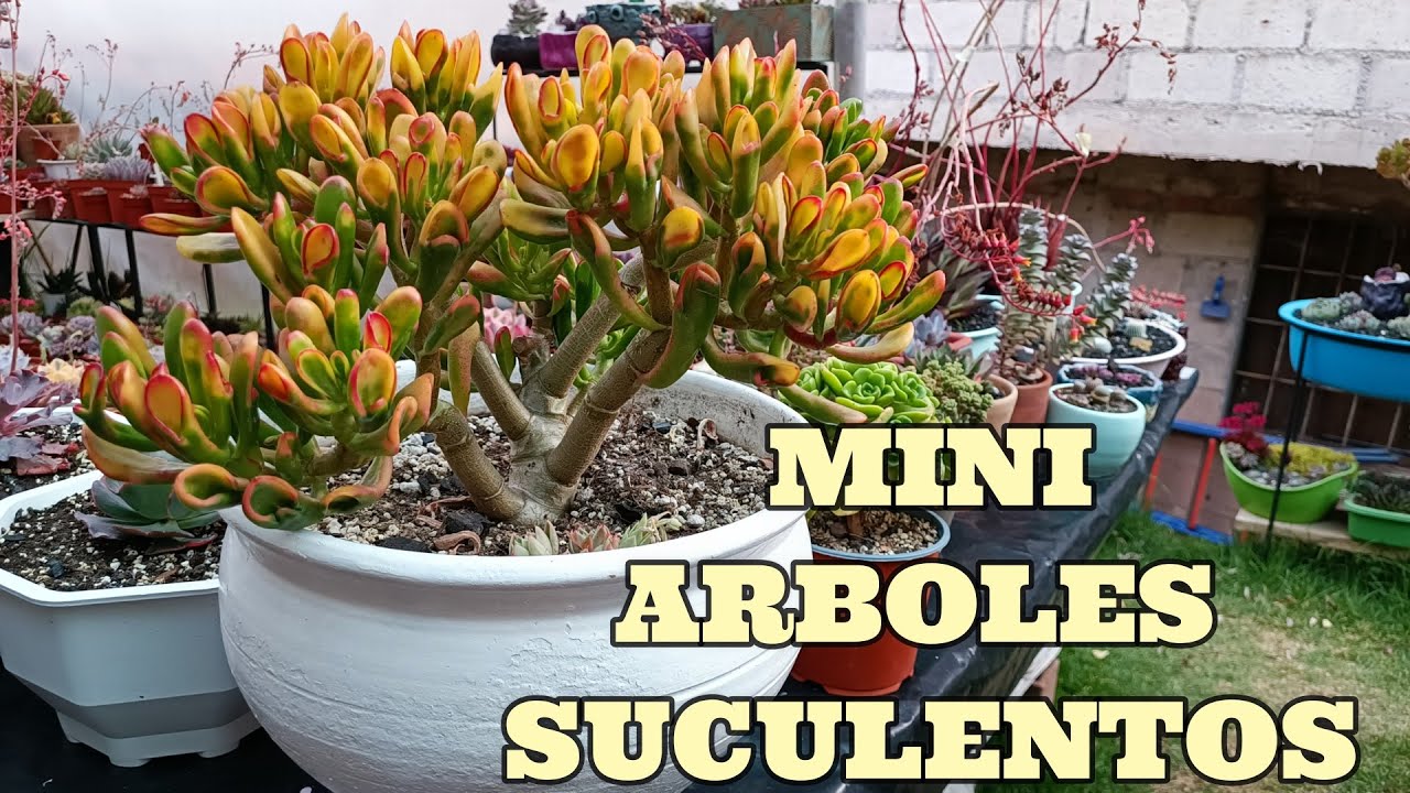 MINI ARBOLES SUCULENTOS #reto #suculentas #crassula #aeonium