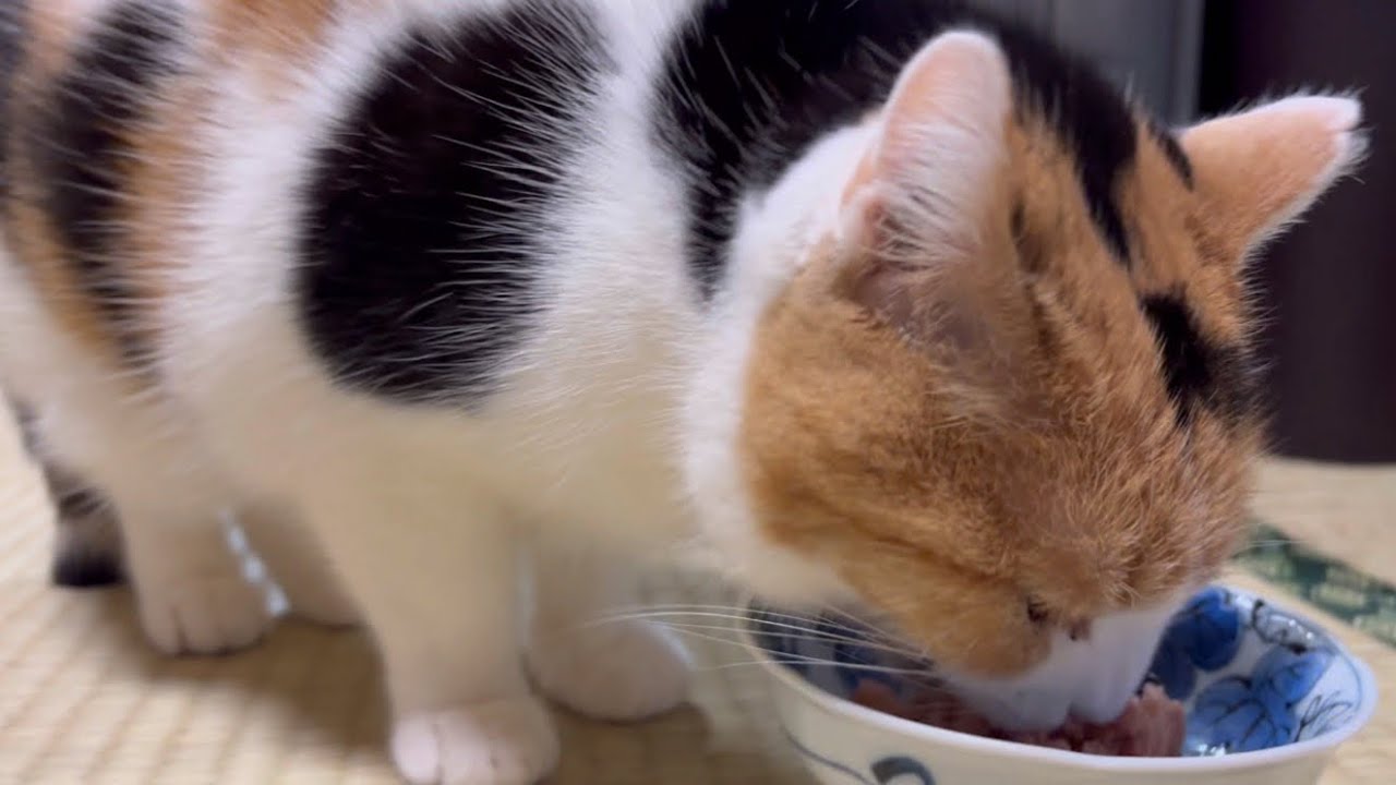 【三毛猫】夕ご飯をいつも楽しみにしているミケ（2024年3月8日）