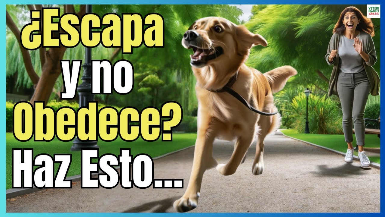 🔴 ¿PORQUE MI PERRO SE ESCAPA Y NO OBEDECE? 🔴